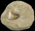 Mosasaur (Prognathodon) Tooth In Rock - Nice Tooth #60184-1